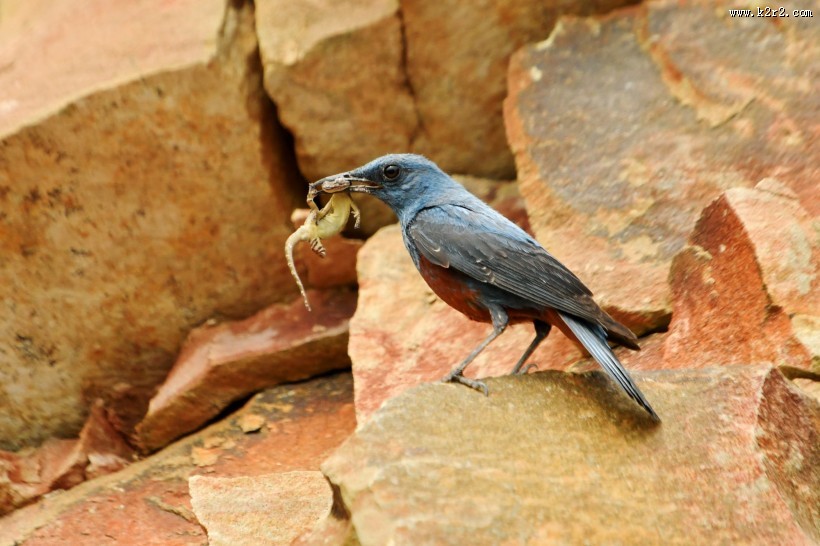 蓝矶鸫图片大全