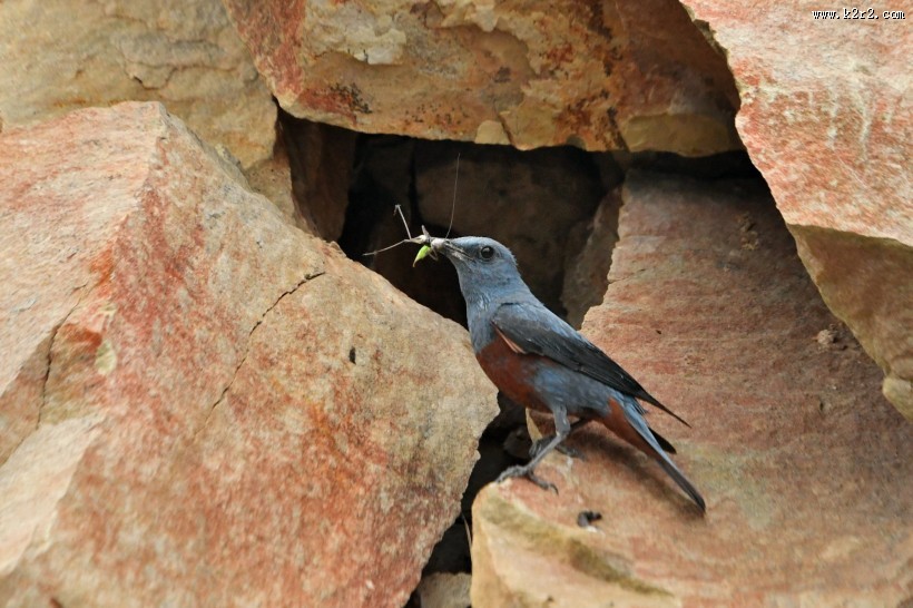 蓝矶鸫图片大全