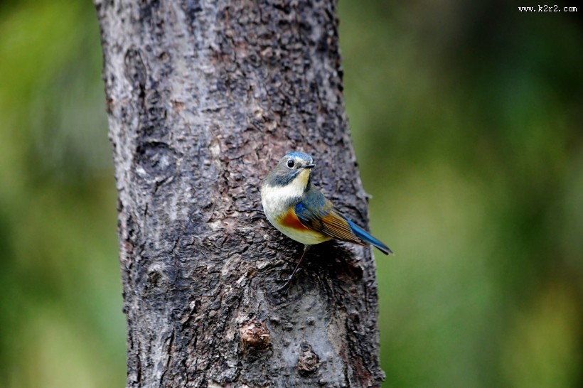 红胁蓝尾鸲图片大全