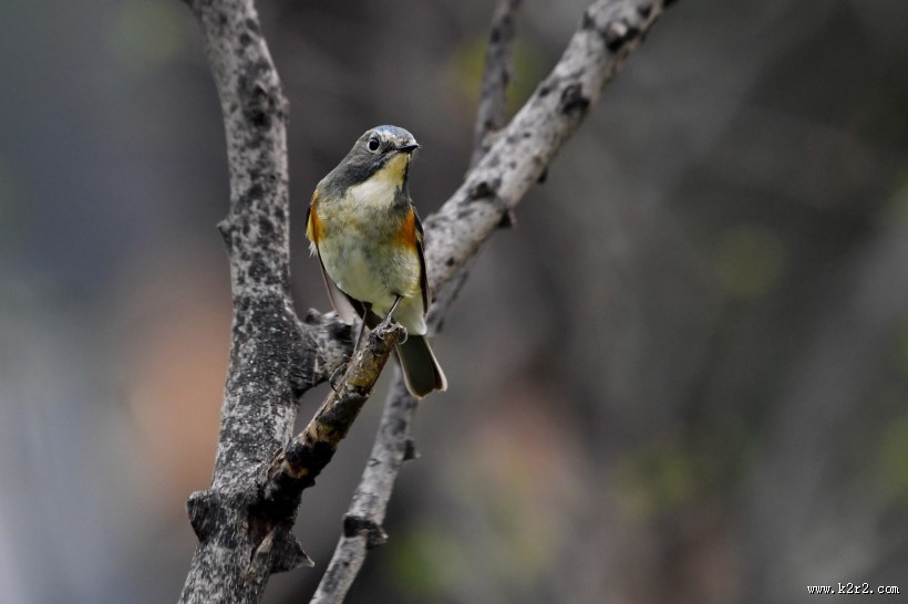 红胁蓝尾鸲图片大全