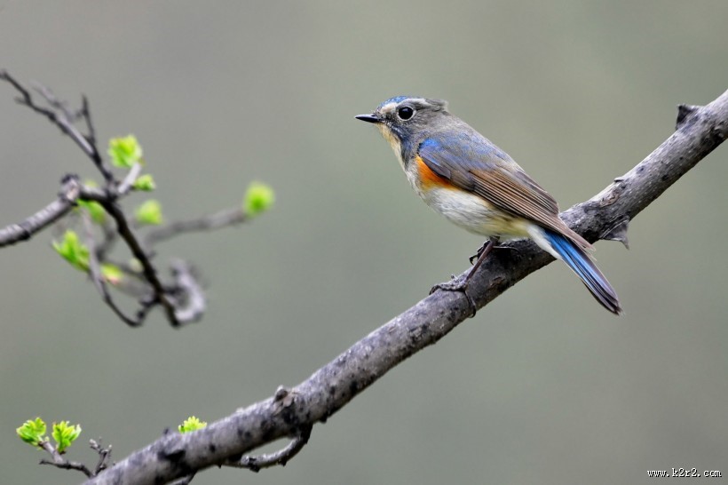 红胁蓝尾鸲图片大全
