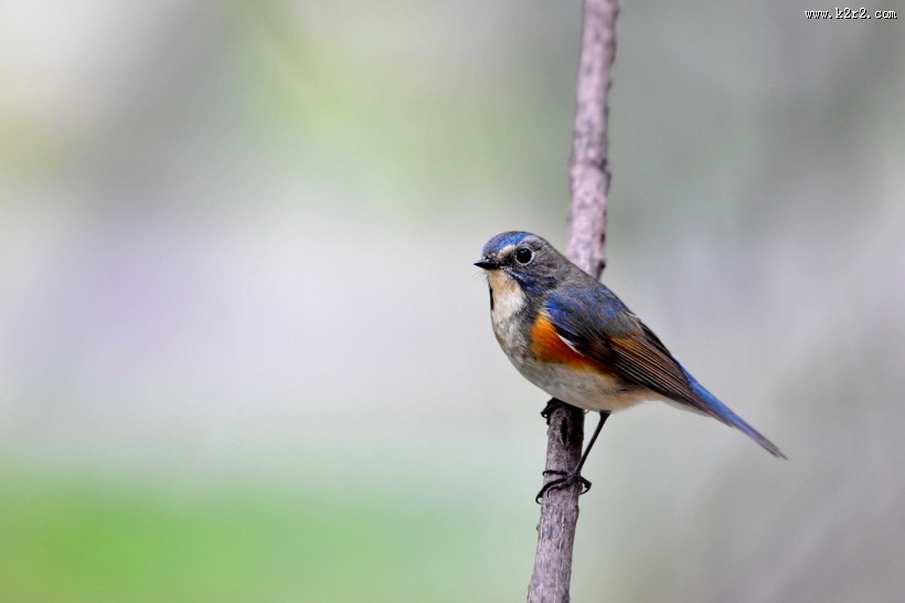 红胁蓝尾鸲图片大全