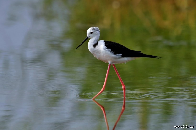 黑翅长脚鹬图片大全