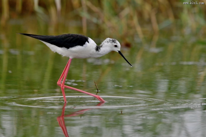 黑翅长脚鹬图片大全