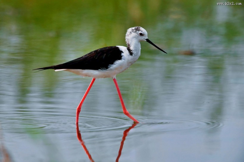 黑翅长脚鹬图片大全