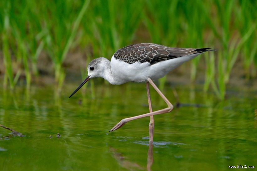 黑翅长脚鹬图片大全