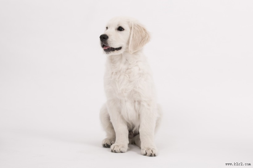 可爱的白色金毛图片大全