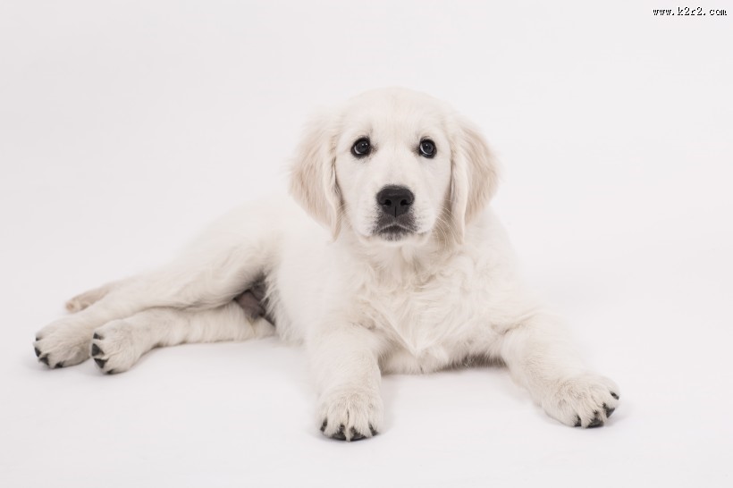 可爱的白色金毛图片大全