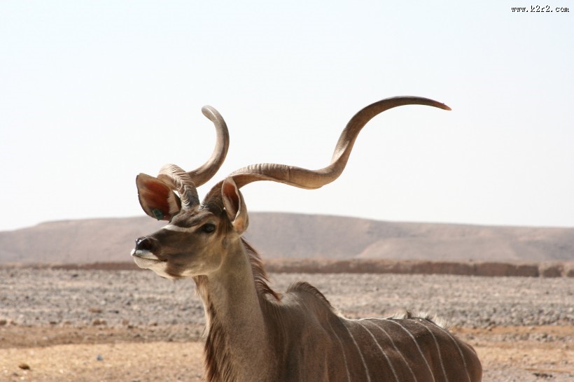 矫健温顺的羚羊图片