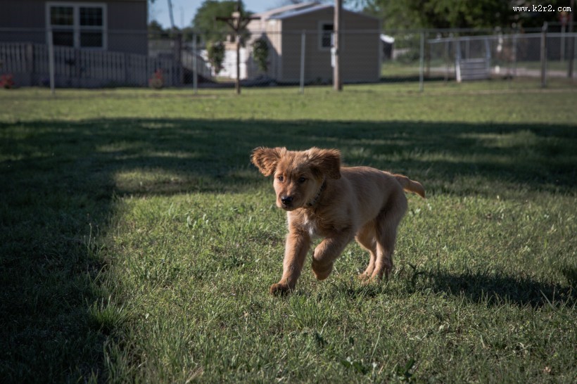 奔跑的小狗图片大全
