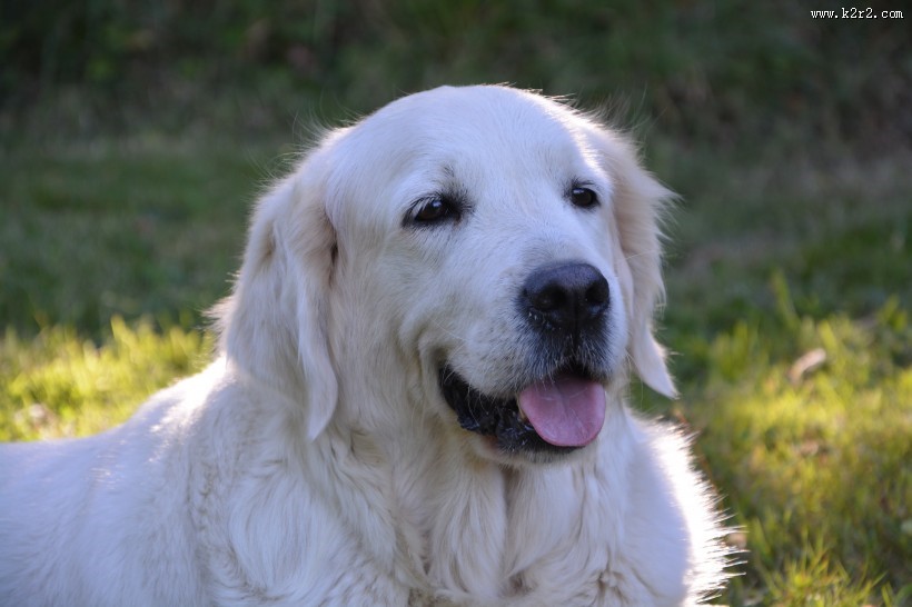 可爱的白色金毛图片
