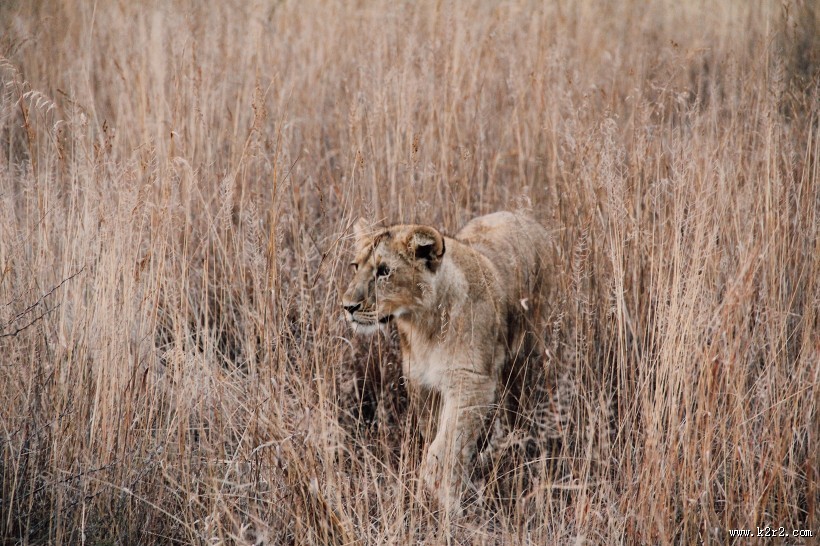 雄壮的母狮图片
