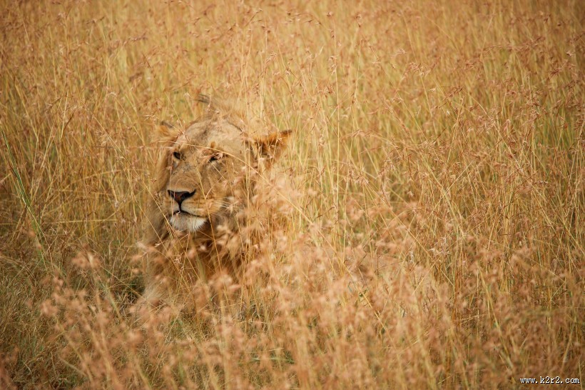 雄壮的母狮图片
