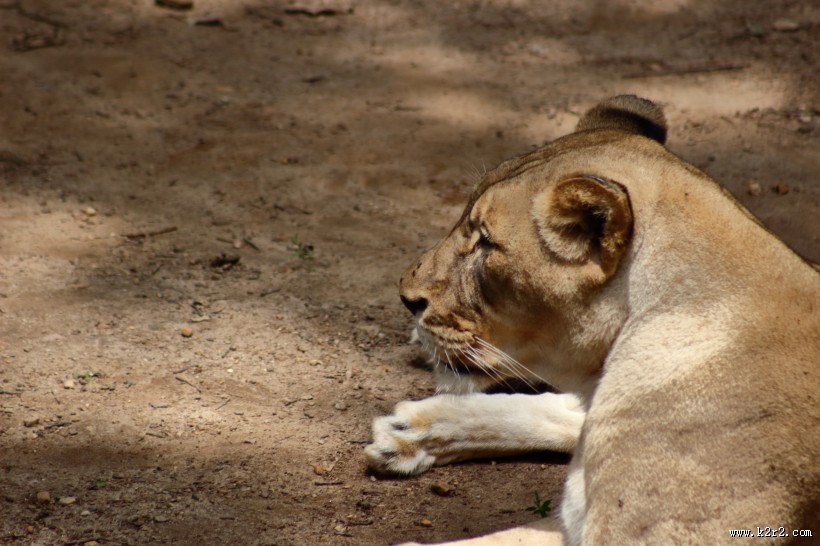 雄壮的母狮图片