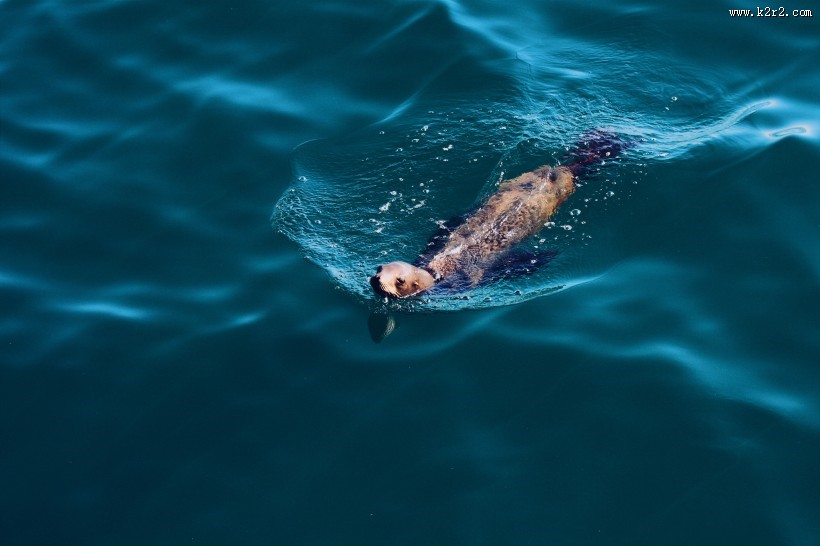 可爱的海狮图片
