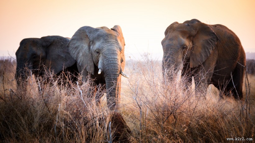 非洲草原上散步的大象图片