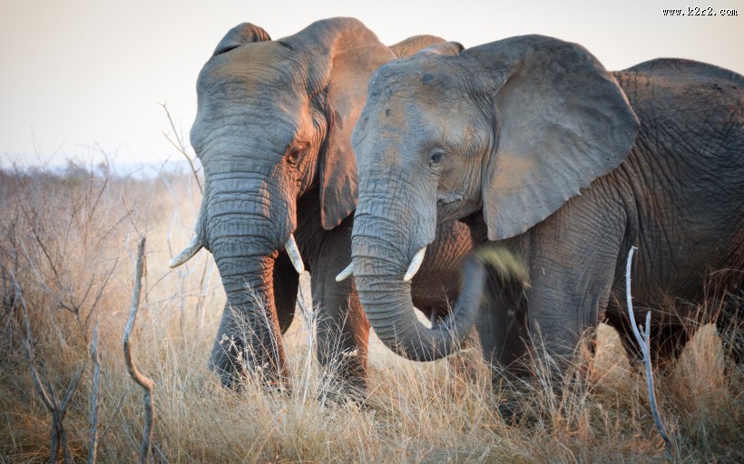 非洲草原上散步的大象图片