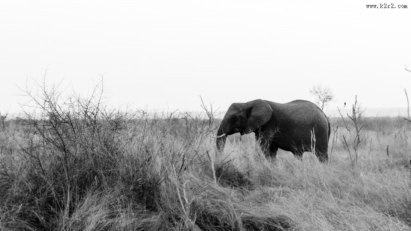 非洲草原上散步的大象图片