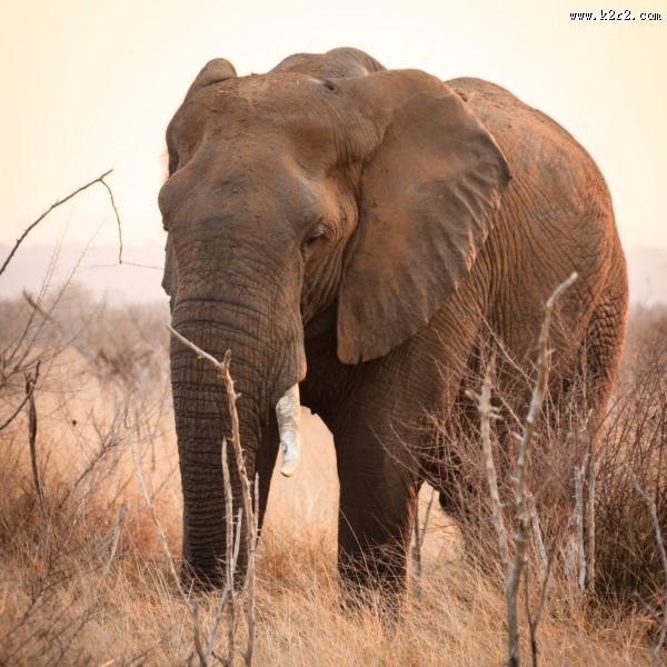 非洲草原上散步的大象图片