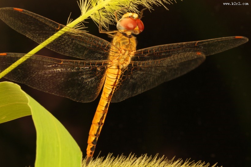 美丽的蜻蜓图片