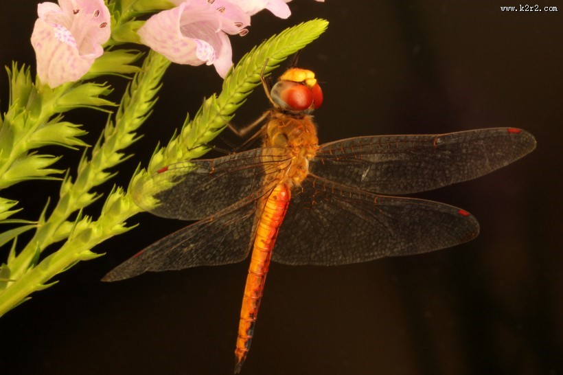 美丽的蜻蜓图片