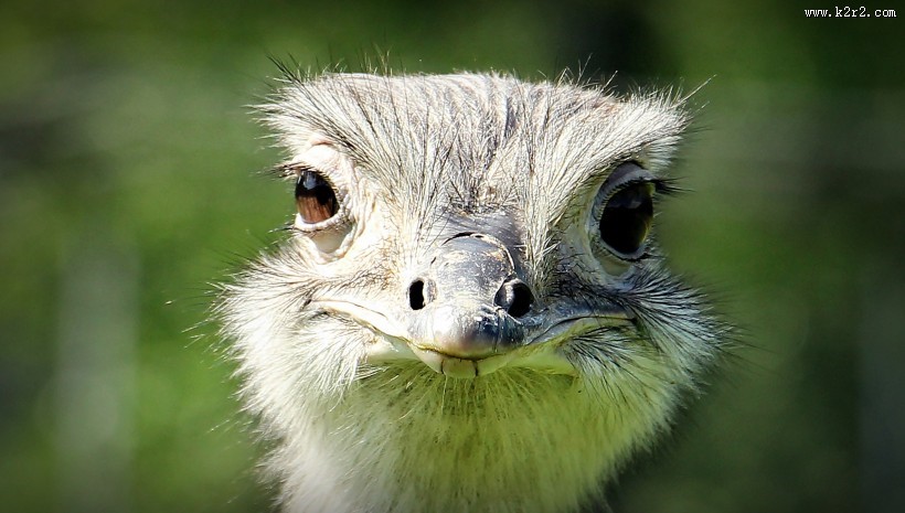 不会飞的鸵鸟图片