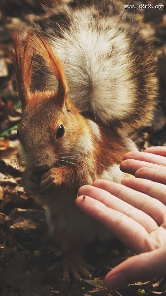 可爱的松鼠图片