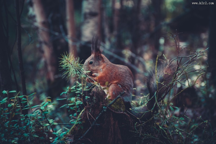 可爱的松鼠图片