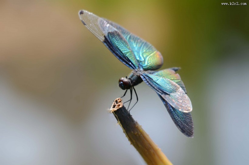 黑丽翅蜻图片