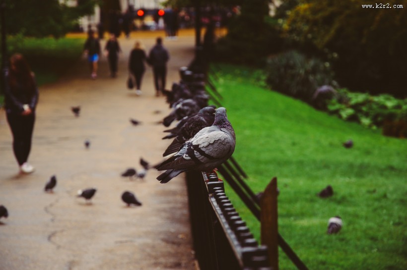 站着的鸽子图片
