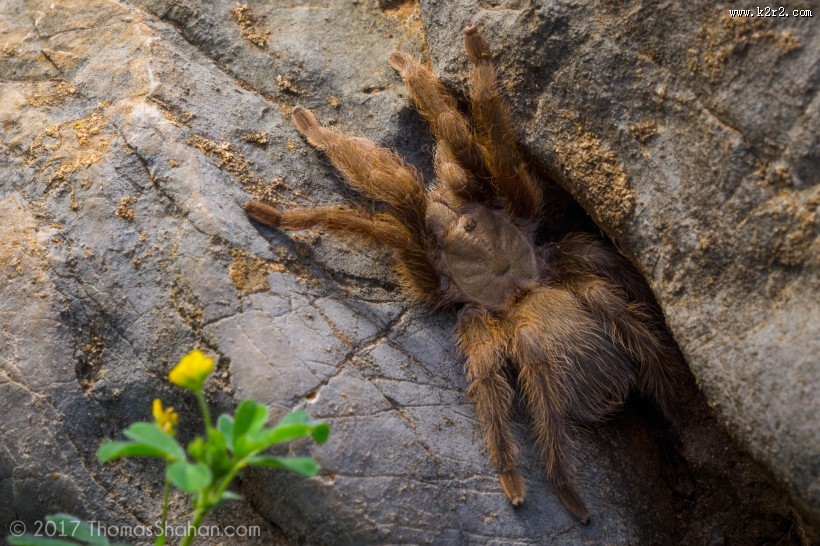 剧毒的狼蛛图片大全