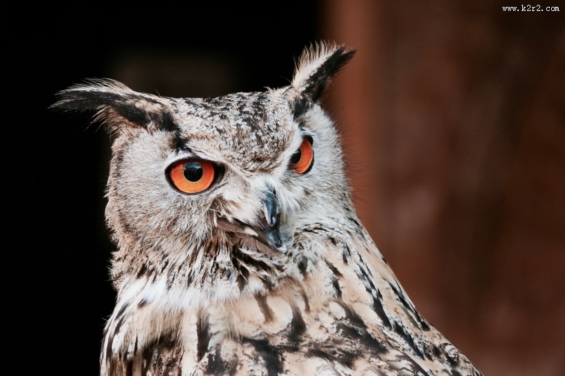 可爱的猫头鹰图片大全