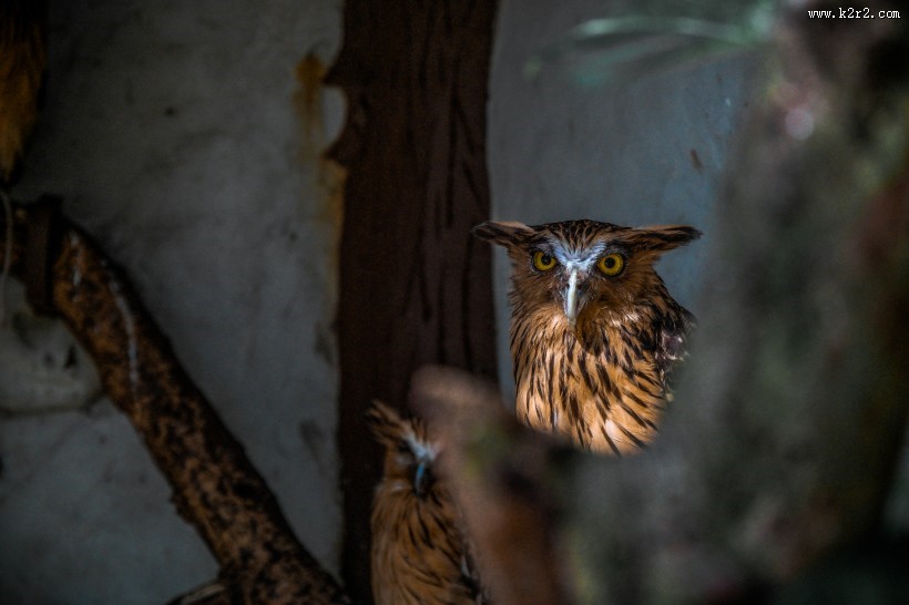 可爱的猫头鹰图片大全