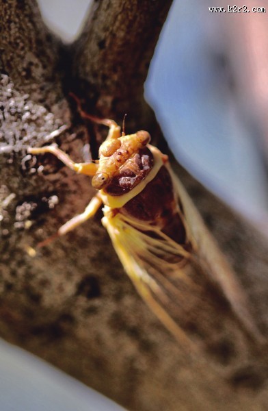 夏日的蝉高清图片大全
