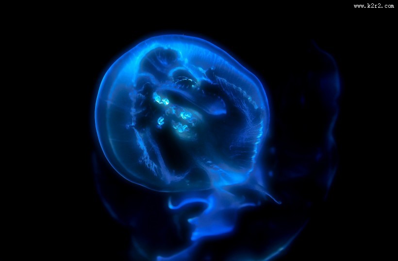 海里生活的水母图片