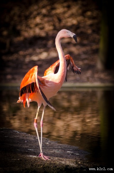 长脖子红鹳鸟图片大全