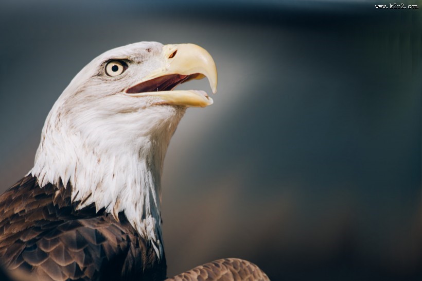 难以驯服的猎鹰图片