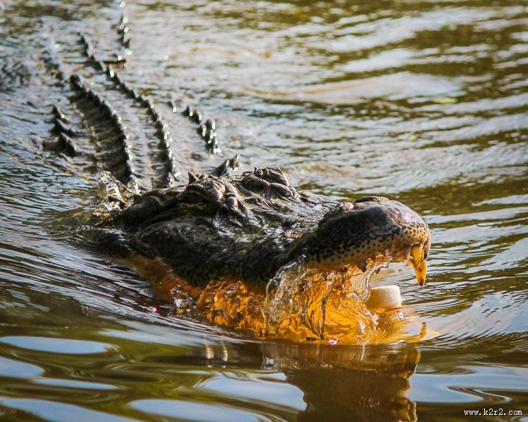 凶残的鳄鱼图片大全