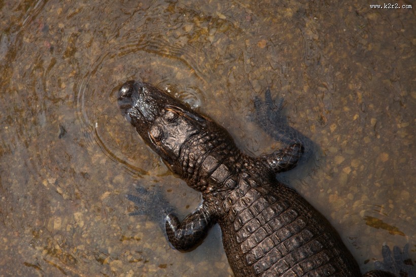 凶残的鳄鱼图片大全
