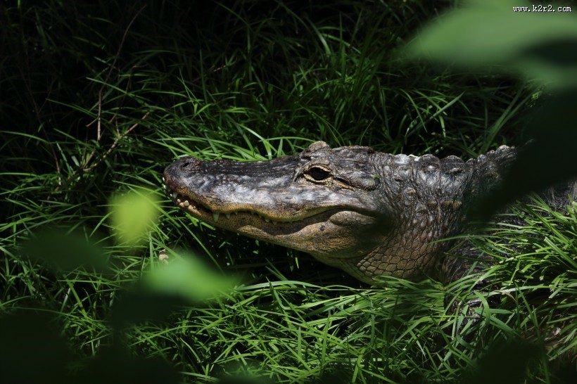 凶残的鳄鱼图片大全