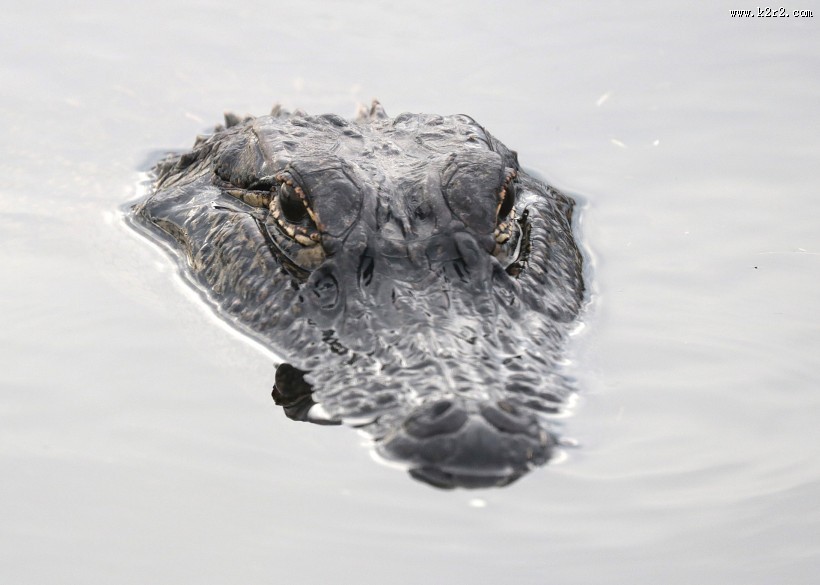 凶残的鳄鱼图片