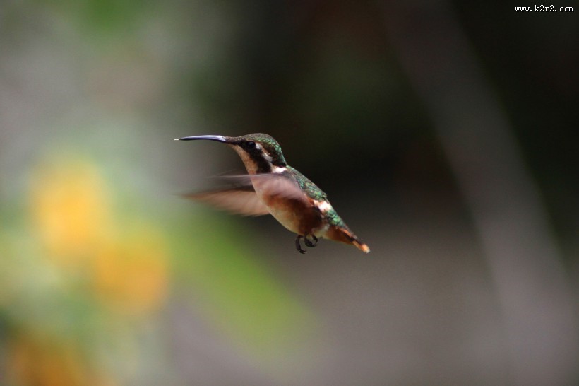娇小的蜂鸟图片
