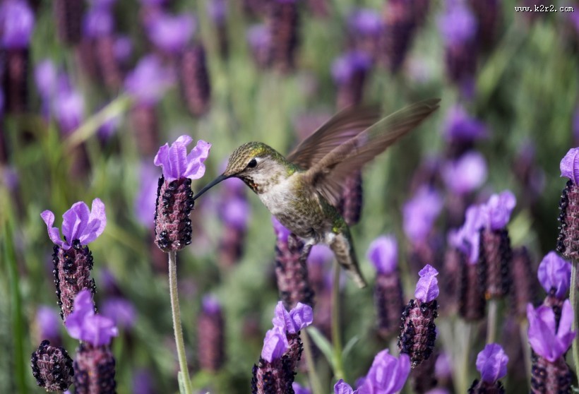 娇小的蜂鸟图片