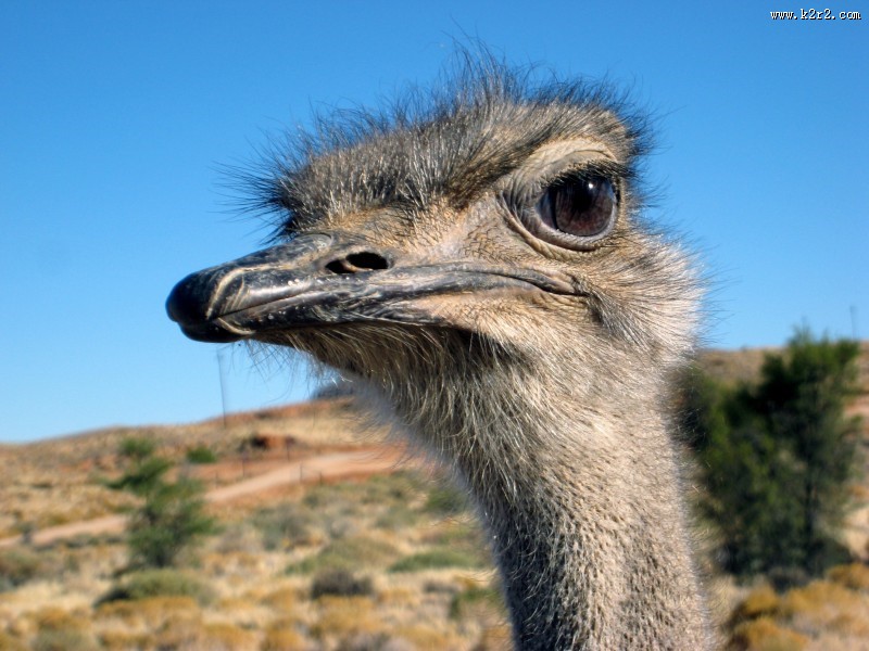 擅长奔跑的鸵鸟图片大全