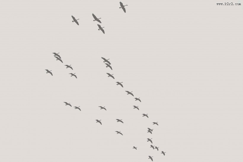 展翅高飞的大雁图片