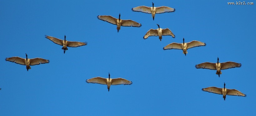 展翅高飞的大雁图片