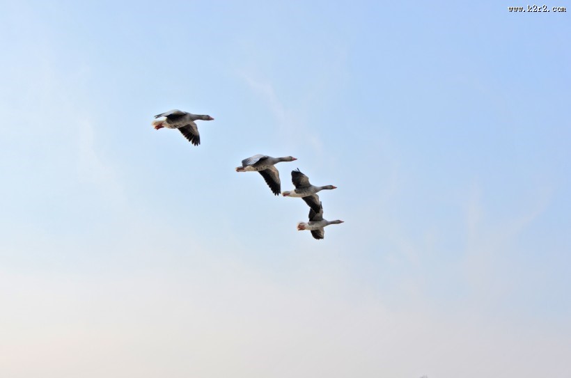 展翅高飞的大雁图片