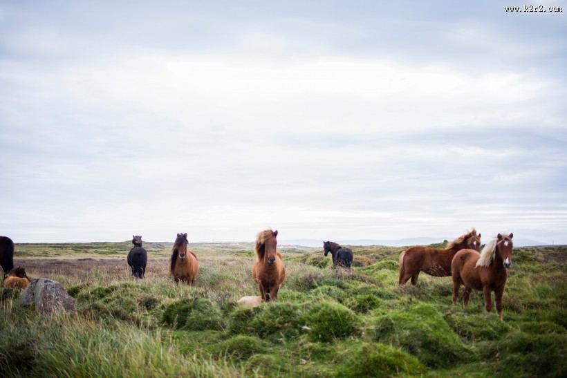 美丽的马群图片