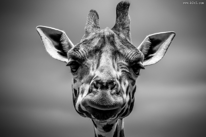 美丽可爱的长颈鹿图片大全