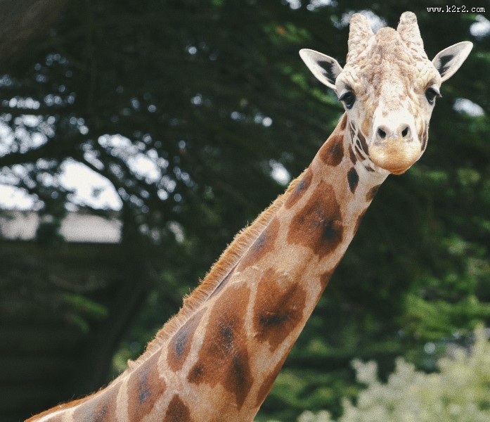 美丽可爱的长颈鹿图片大全